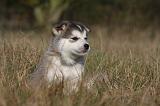 ALASKAN MALAMUTE 508